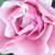 Rose - Rosiers floribunda - Nagyhagymás